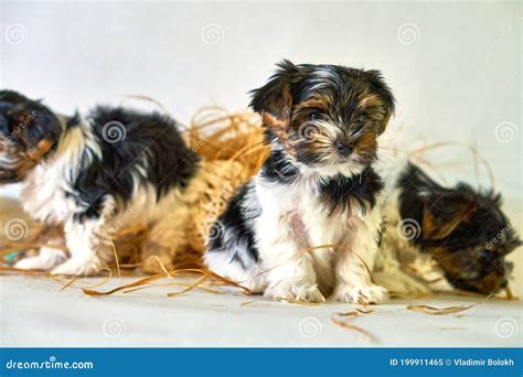 Beaver Yorkshire Terrier Looks into Frame. Three Puppies Dogs Near on White Stock Image - Image ...