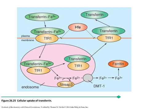 Figure 26.1 Dietary reference intakes. - ppt download