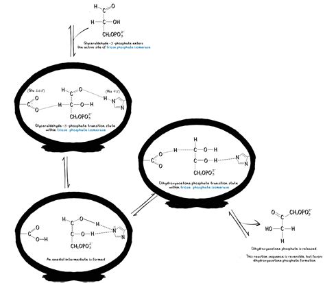 Triose-Phosphate-Isomerase - PhD Muscle