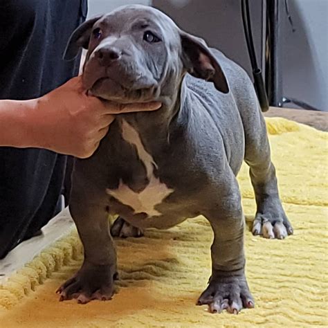 XL AMERICAN BULLY PUPPIES FOR SALE Archives - Mugleston Farms – The Next Generation