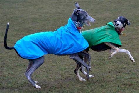 5 Best Waterproof Dog Coats For Lurchers (2022) - Best Protection Dogs