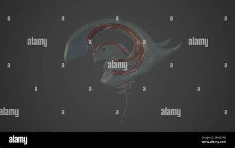 Anatomical Illustration of Choroid Plexuses.3d rendering Stock Photo ...