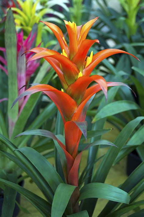 These Vibrant Amazon Rainforest Plants Will Take Your Breath Away