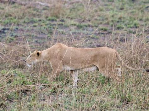 Cameroon holiday, culture and wildlife | Responsible Travel