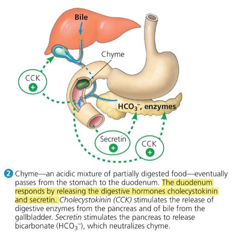 Solved The acidity of the stomach contents triggers the | Chegg.com