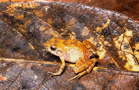 Six new species of miniature frog discovered in Mexico - BBC News