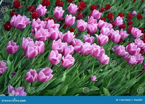 Light Pink Tulips in the Garden. Stock Photo - Image of orange, nature: 116676642