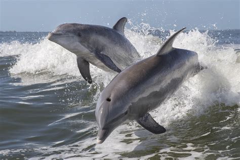 Are Dolphins Dangerous? 17 Facts That Prove They Are — Best Life