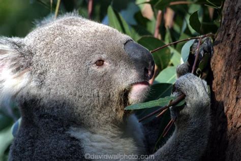 Koala, Australia