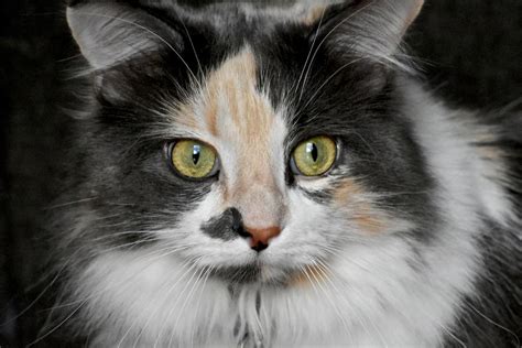 Calico Cat Breeds You'll Be Surprised to Know About