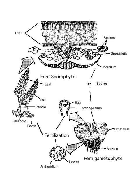 Rhizome, Ferns, Spore