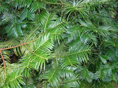 Cephalotaxus fortunei, Plum Yew, conifer, evergreen, plant, fruit - Jurassicplants Nurseries