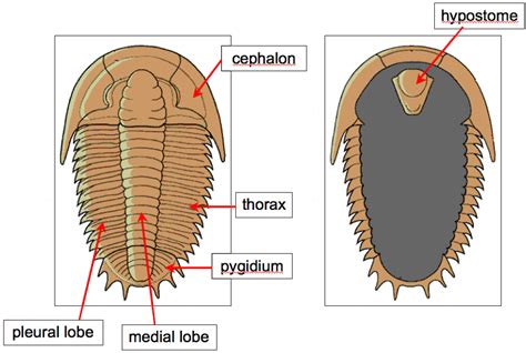 Trilobite Anatomy