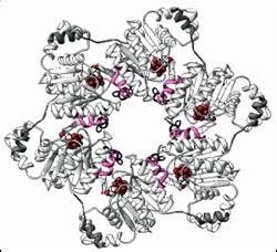 Helicase Structure Solved, Provides Understanding of Molecular Motor