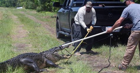 North Carolina Allows First Alligator Hunt in More Than 40 Years - WSJ