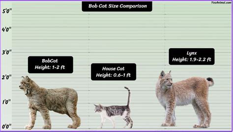 Bobcat Size Explained: How Does It Compare With Other Breed?