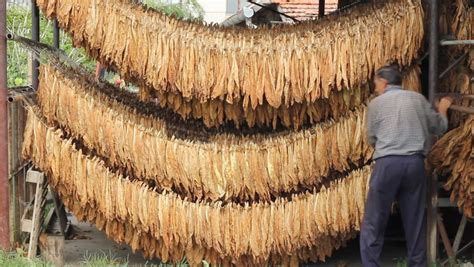 Drying Of Tobacco Leaves Stock Footage Video 3486995 | Shutterstock