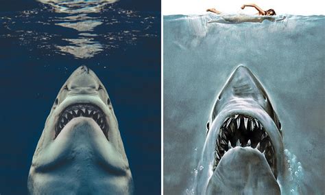 Great White Shark Facts — The Daily Jaws