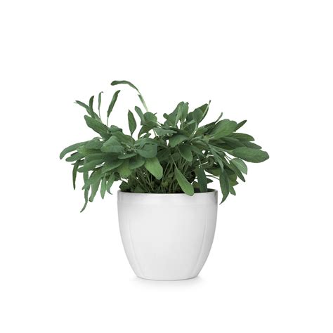 Flower pot png, Flower pot png Transparent FREE for download on WebStockReview 2024