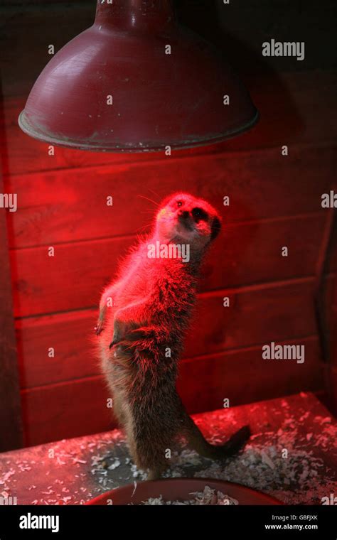 An adult Meerkat warms up under a heat lamp in its enclosure at ...