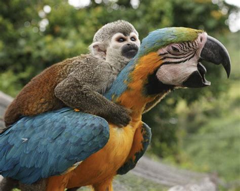 A monkey riding a parrot, my life is complete : interestingasfuck