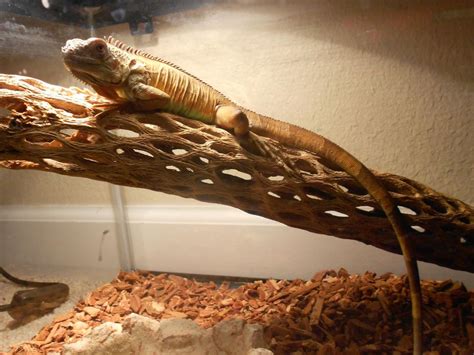 Best Iguana Cage 2021 (Review): How To Pick The Best Iguana Cage ...