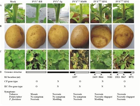 Symptoms induced by different isolates of Potato virus Y (PVY) on ...