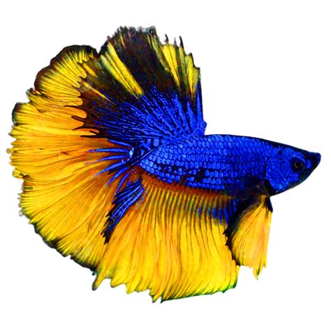 Betta Fish PNG Image, Betta Fish Png Free Download, Betta Fish, Betta, Betta Fish Png PNG Image ...