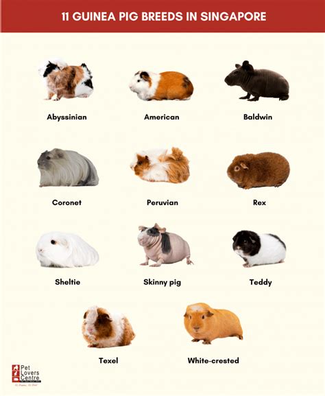 11 Guinea Pig Breeds In Singapore [+ Personalities & Care Tips]