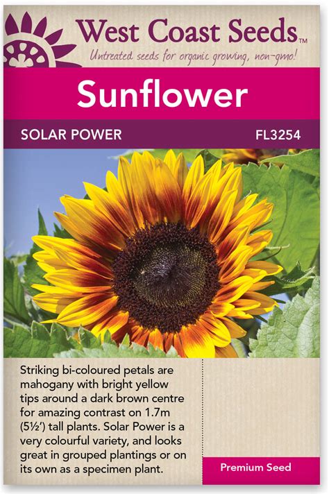 Sunflower Solar Power – All Seasons Garden Centre