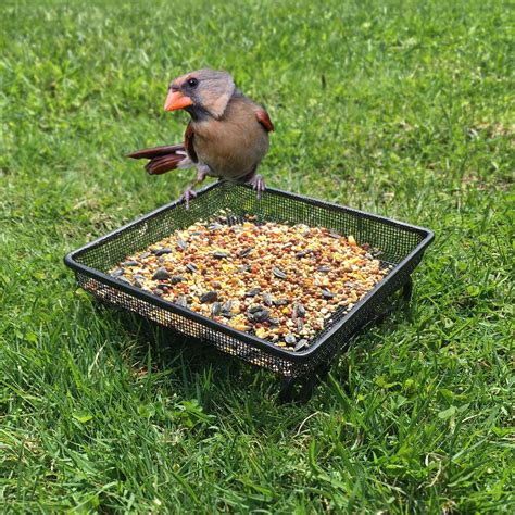 Ground Bird Feeder Tray for Feeding Birds that Feed Off the Ground | Durable and Compact ...