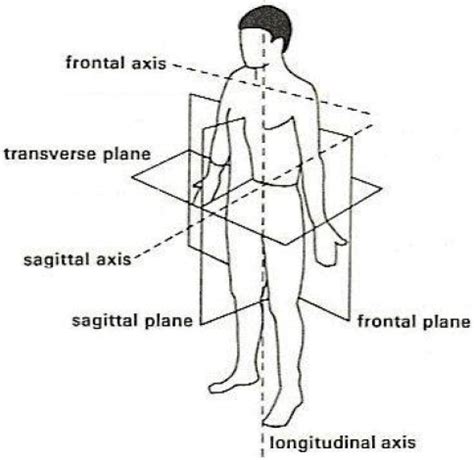 Body planes and axis. Frontal axis is defined along med | Open-i