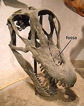 Brachiosaurus - Wikipedia