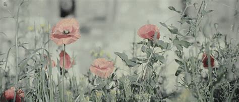 Flowers blowing in the wind outdoors nature flowers animated gif ...