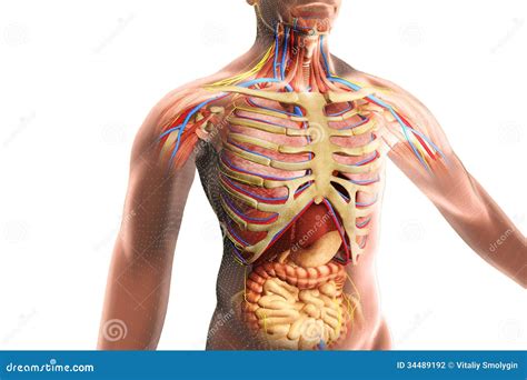 The Human Body Anatomy Stock Photography - Image: 34489192