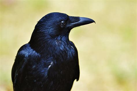 Ravens vs Crows vs Blackbirds - How to tell them apart