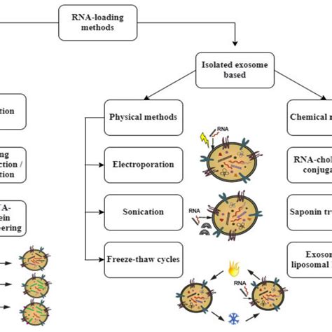 Techniques for RNA loading into exosomes. RNA loading into exosomes can ...