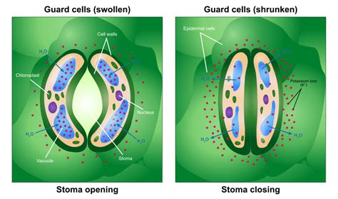 Difference Between Guard Cell and Epidermal Cell | Definition, Characteristics, Function