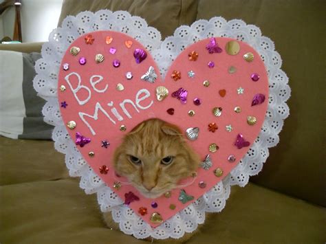 12 Ways to Make Your Cat Your Valentine