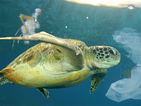 2015 Video Of Sea Turtle With Straw Stuck Up Its Nose Causes Some To ...