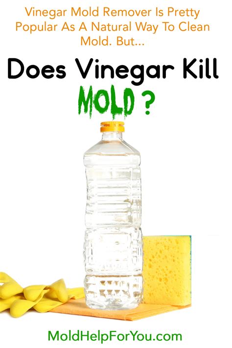 Does Vinegar Kill Mold? | Mold Help For You