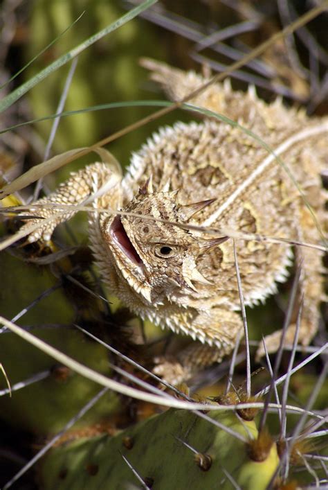 Wildlife Wednesday – Horned Toad – Sarah Richter Photography