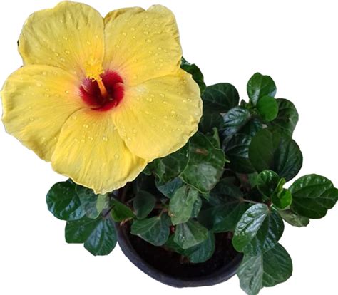 Download Hibiscus Small Flower Multiple Colours - Hawaiian Hibiscus - Full Size PNG Image - PNGkit
