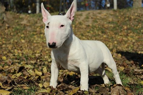 Miniature Bull Terrier-Puppies and Dogs for Sale – Jelena Dogshows