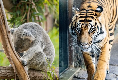 San Diego Zoo Vs. Safari Park: Which Is Better To Visit? | La Jolla Mom