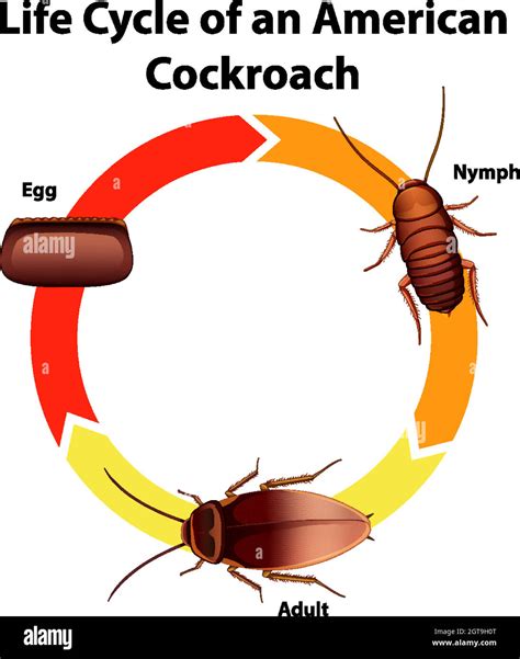 cockroach life cycle timeline - Lucius Hough