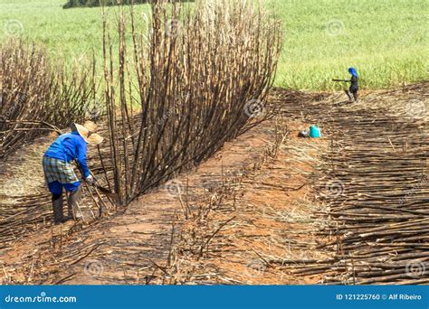 Sugar cane harvesting editorial image. Image of labour - 121225760