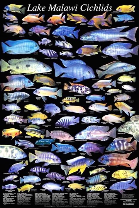 Lake Malawi Cichlid Types | African Cichlid Obsession | Pinterest | Lakes, Malawi cichlids and ...