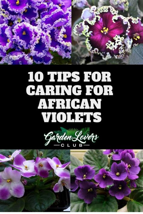 10 Tips for Caring for African Violets - Garden Lovers Club