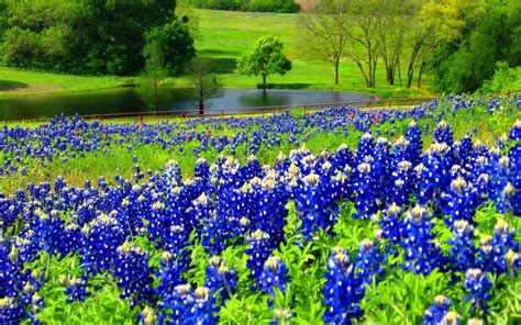 Texas Bluebonnets Wallpapers - Wallpaper Cave